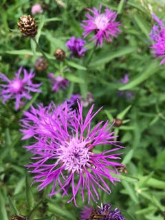 Die Bergflockenblume am Wegrand erfreut das Auge (Bild: Claire Calcagni-Müller)