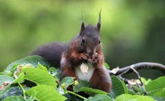 Der Samen einer Ulme wiegt wohl etwa 1/50 Gramm. Kein Wunder, musste unser Eichhörnchen rund 20 Minuten lang fressen, bis es ein einigermassen ausreichendes Frühstück beisammen hatte. (Bild: Werner Geiger)