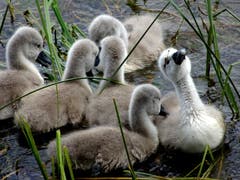 Nachwuchs ist da! Schwanenküken in Arbon. (Bild: Doris Sieber)
