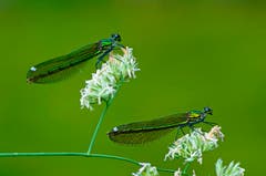 Prachtlibellen, aufgenommen am Wichelsee (Bild: Marianne Schmid)