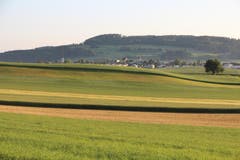 Sanfte Landschaft bei Rickenbach, mit Stierenberg im Hintergrund. (Bild: Josef Habermacher)