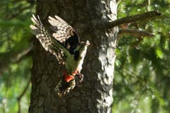 Dieser Buntspecht in Trogen bringt pausenlos Futter für die Jungen, die wohl bald ausfliegen werden. (Bild: Hans Aeschlimann)