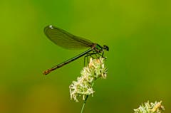 Nahaufnahme einer Libelle (Bild: Marianne Schmid)