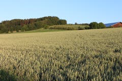 Reifende Frucht bei Hasenhusen. (Bild: Josef Habermacher)
