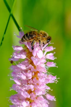 Fleissige Biene am Badweiher in Waldstatt. (Bild: Luciano Pau)