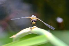 Libelle beim Heinrichsbad Herisau. (Bild: Luciano Pau)