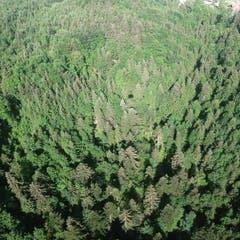 Blick ins Nadelgehölz aus der Karrenseilbahn.