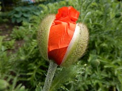 Langsam aber sicher wird uns diese Mohnblume ihr «Innenleben» preisgeben. Aufgenommen im Gebiet Allmig in Küssnacht. (Bild: Margrith Imhof-Röthlin)