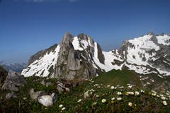 Gegensätze im Alpstein: Blühende Alpenblumen und die Schneereste des Winters. (Bild: Heinz Weber)