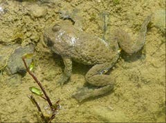 Die Gelbbauchunke ist hier in ihrer typischen Umgebung hervorragend getarnt. Trotzdem ist sie in der Schweiz stark gefährdet. (Bild: Josef Lustenberger)