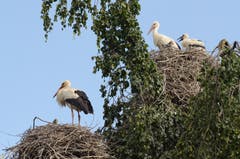 Es müssen nicht immer Masten bereitgestellt werden: Diese Storchenfamilien haben sich auf einem grossen Baum einquartiert. (Bild: Corinne Hanselmann)
