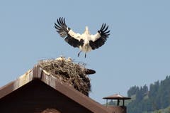 Im Landeanflug: Die jungen Störche auf dem Areal der Strafanstalt Saxerriet werden von ihren Eltern bestens umsorgt. (Bild: Corinne Hanselmann)