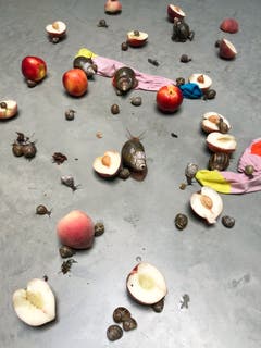 Fotomuseum Winterthur - Jürgen Teller Leg, Snails and Peaches series, Latimer Road Studio, London