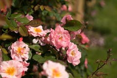 Rosenduft! (Bild: Priska Ziswiler-Heller)