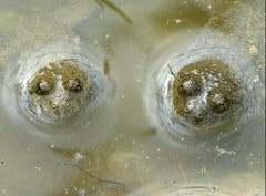 Im trüben Wasser zu baden ist nicht jedermanns Sache. Den beiden Gelbbauchunken gefällt es aber sehr. (Bild: Josef Lustenberger)