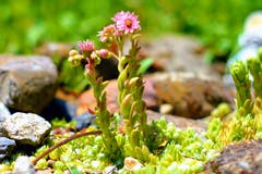 Blühender Hauswurz im Garten. (Bild: Markus Spies)