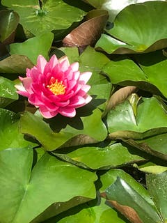 Blühende Seerose im Weiher. (Bild: Hans Kradolfer)