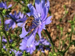 Schwebfliege geniesst die Wegwartenpollen . (Bild: Toni Sieber)