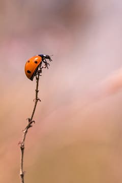 Marienkäfer an einem Halm. (Bild: Franziska Hörler)