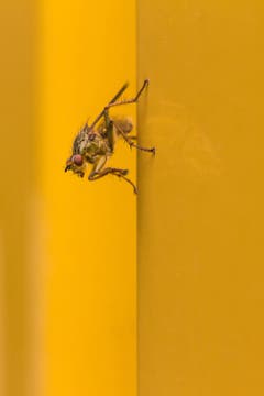 Eine Fliege ganz nah. (Bild: Franziska Hörler)