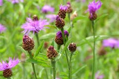 Herrliche Blumen am Wegrand (Naturschutzgebiet Hanenried, Sachseln). (Bild: Bruno Ringgenberg)