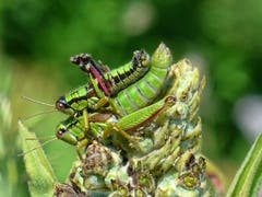 Huckepack in den Sommer. (Bild: Toni Sieber)