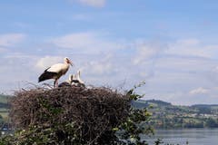 Auch die drei Jungstörche geniessen die einmalige Aussicht auf den Sempachersee (Bild: Xaver Husmann)