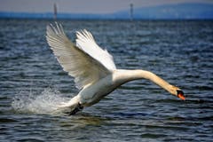 Ein Schwan im Gleitflug. (Bild: Toni Sieber)