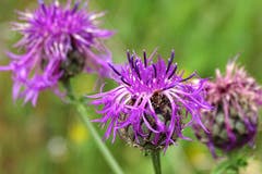 Wunderschöne Blumen. Aufgenommen im Naturschutzgebiet Hanenried in Sachseln. (Bild: Bruno Ringgenberg)