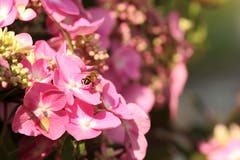 Tellerhortensie (Bild: Irene Wanner)