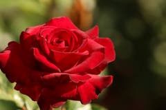 Rose Rosen - Symbol der Liebe (Bild: Irene Wanner)