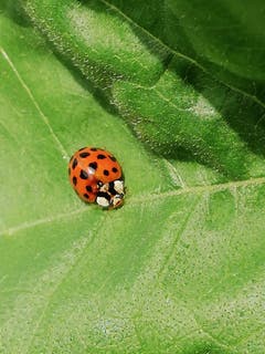 Ein Käfer auf Spurensuche. (Bild: Marianne Hess)