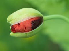 Bald öffnet sich die Mohnblume. (Bild: Theres Nussbaumer)