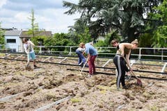 Schüler und Schülerinnen der Kanti Musegg bei der Arbeit auf dem Dach der Turnhalle Bramberg (Bild: Alinda Streuli)
