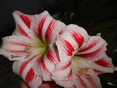 Amarillys mitten im Sommer. (Bild: Theres Hodel)