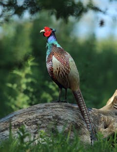 Farbenprächtiger Fasan am Bodensee. (Bild: Hans Aeschlimann)
