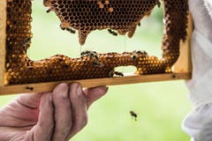 Die symmetrischen Waben füllen die Bienen mit Vorräten oder die Königin legt ihre Eier hinein.