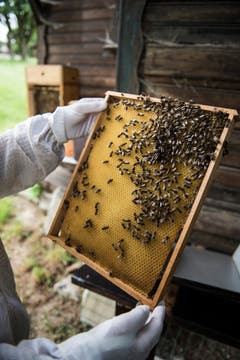 Bienen klammern sich an den Waben. (Bild: Sabrina Stübi)