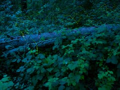 Sie sind wieder da! Hunderte von Glühkäfern fliegen bei Anbruch der Nacht durch den Wald und sorgen für wunderschöne Momente. Aufgenommen im Rheintal. (Bild: Matthias Kopp)