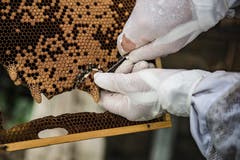 In diesen Weiselzapfen wachsen Königinnen-Larven heran: Die Brut wird von den Arbeiterbienen mit Gelée Royal genährt.