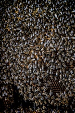 Ein Bienenvolk besteht aus bis zu 50'000 Arbeiterinnen. Sie leben in der Regel nur 40 bis 50 Tag. (Bild: Sabrina Stübi)