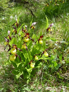 Frühling im Maderanertal. (Bild: Gustav Tresch-Tresch)