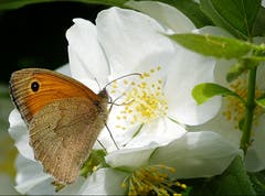 Das Grosse Ochsenauge ist auf Nahrungssuche. (Bild: Josef Lustenberger)