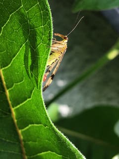 Wer guckt denn da? (Bild: Toni Sieber)