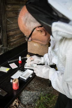 Die Königin wird sorgfältig markiert: Dietmar Hiltebrand versieht sie mit einer Nummer und einem leuchtenden Punkt, damit er sie rasch erkennen kann.