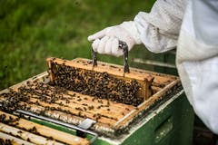 Irgendwo versteckt sich die Königin: Um sie leichter zu finden, werden sie mit einem leuchtenden Punkt versehen.