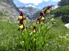 Frühling im Maderanertal. (Bild: Gustav Tresch-Tresch)