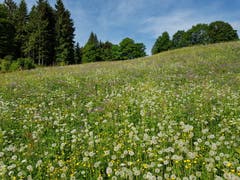 «Chaschtämatt Naturwiesä». (Bild: Carlo Wyrsch)
