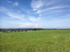 Auf dem Stück zwischen Andwil und Ronwil ist vor allem Wiesland zu sehen. (Bild: Marlen Hämmerli)