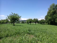 Kurz vor Hauptwil ein letzter Blick in die Natur. (Bild: Marlen Hämmerli)